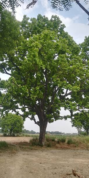 istock The green Madhuca Longifolio tree view 2216051853