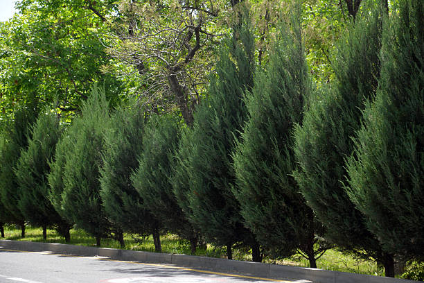 istock Christmas trees in the park. Green trees in the forest. Tree path 2216054313