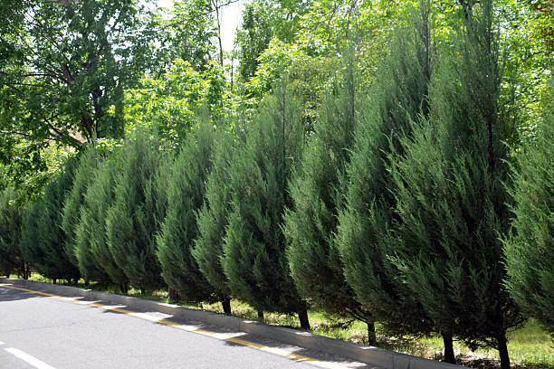 istock Christmas trees in the park. Green trees in the forest. Tree path 2216054363