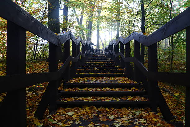 wooden, dark stairs leading deep into the forest covered with colorful autumn fallen leaves