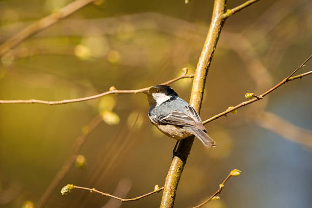 istock Coal tit sitting on a tree branch 2216055057