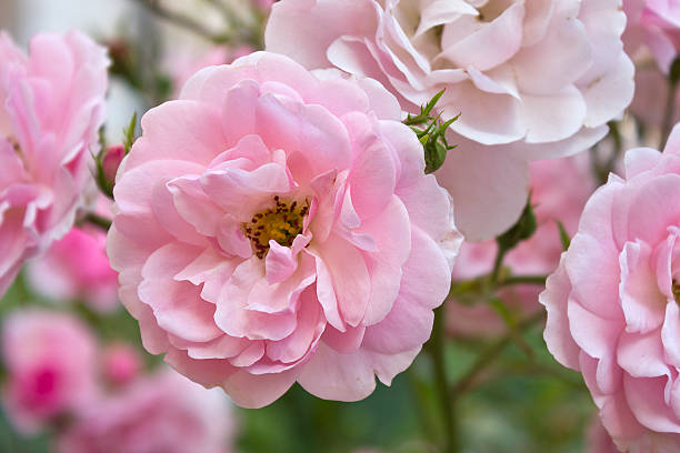 istock Garden with blooming roses 2216056183