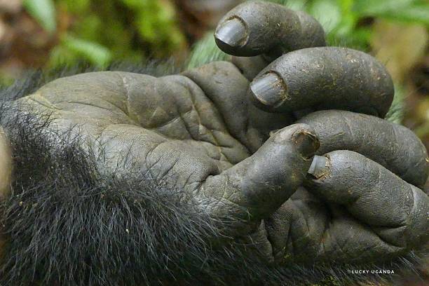 This powerful yet gentle close-up captures the intricate details of a gorilla’s hand—thick, textured skin, worn from years in the wild, and fingers curled in quiet stillness. A symbol of strength, intelligence, and deep connection to nature, the image invites reflection on the shared traits between humans and our primate cousins. Photographed in the heart of Uganda’s misty forests, this moment reveals the silent story told through a single hand