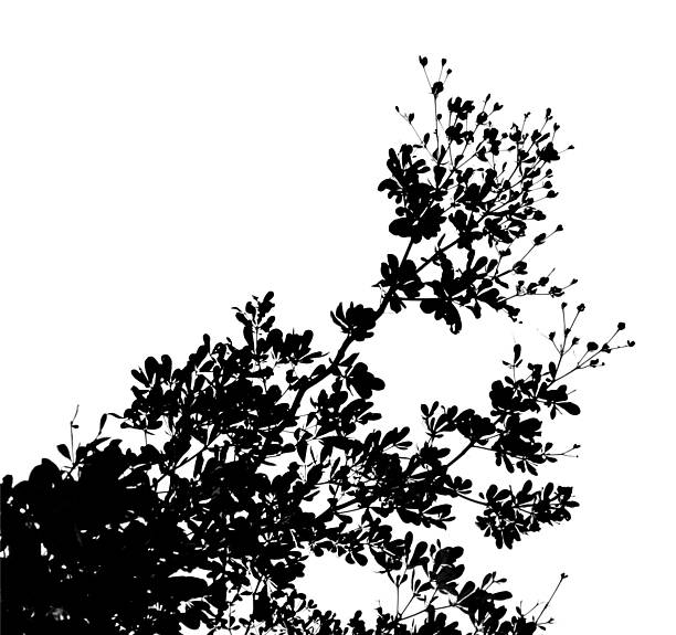 istock Silhouette tree branch isolated with white background with clipping path. 2216059303