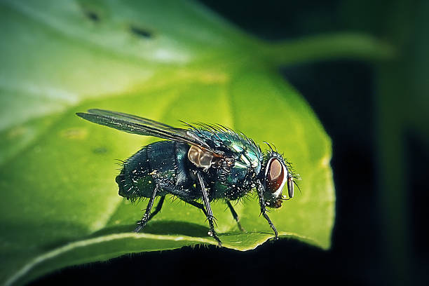 Lucilia caesar Common Greenbottle Blow Fly Insect. Digitally Enhanced Photograph.