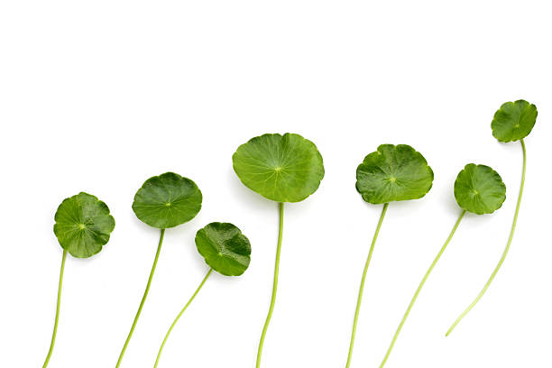 istock Centella asiatica leaves, Fresh herb plant 2216063013