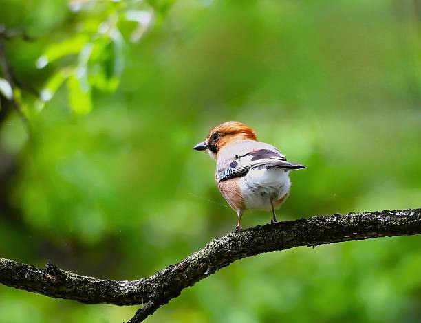 L. 29-32cm. WS 52-57,5cm.Breeds in dry, warm, open country with scattered trees, copses and open woods (mainly oak, locally also Pine) and plenty of largish ground dwelling insects (beetles, grasshoppers etc.).Summer visitor (mostly may-August), winters in S. Africa.Nests usually in tree-hole and artificially nests. This Picture is made during a Vacation in Bulgaria in May 2018.