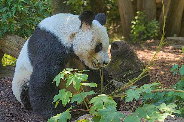 A giant panda calmly enjoys a bamboo meal in a tranquil woodland setting. The panda's distinctive black and white fur stands out against the lush greenery. Endangered. Black and white mammal.
