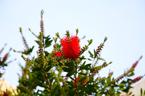 Red flower of bottle brush tree