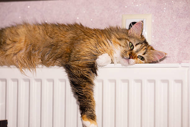 istock A tri-colored cat basking on a radiator with her eyes open and her paw hanging down. 2216064793
