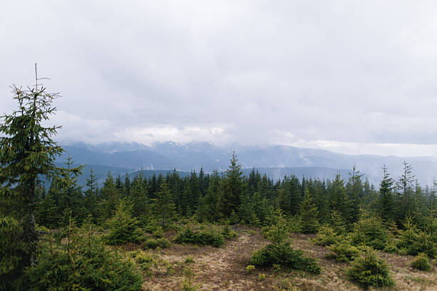 Scenic view of the misty mountains with green forest in spring