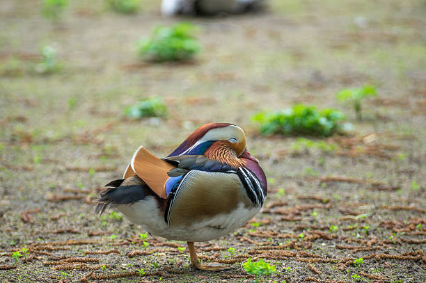 A vibrant mandarin duck is standing on one leg, preening its feathers amidst lush greenery. The serene atmosphere highlights the beauty of nature and the bright plumage of the bird.