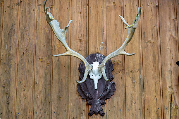 istock Mounted deer skull with large antlers displayed on wooden wall in rustic cabin setting 2216066134