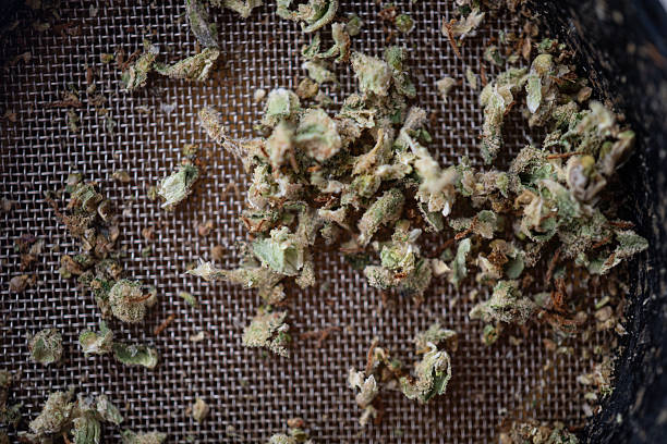 istock Marijuana Cannabis weed buds in grinder. 2216066197