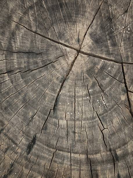 istock a close-up of a tree stump, showing its textured surface. 2216066785