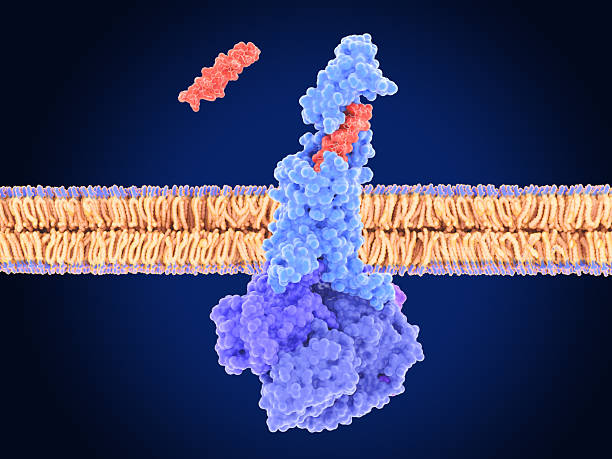 istock The peptide tirzepatide (Mounjaro) activating the GLP-1 receptor. 2216066886