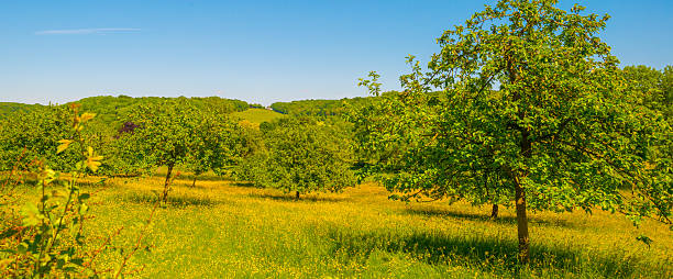 istock Yellow wildflowers in a green rolling landscape in bright sunlight in springtime 2216067773