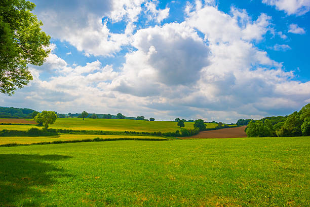 Fields and vegetables in a green rolling landscape in sunlight in springtime, Limburg, Flanders, Belgium, May 17, 2025