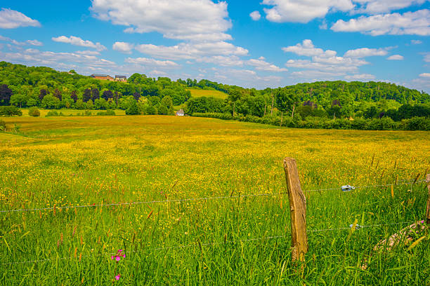 Yellow wildflowers in a green rolling landscape in bright sunlight in springtime, Voeren, Limburg, Flanders, Belgium, May 17, 2025