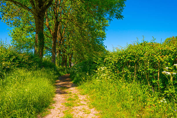 Fields and trees in a green rolling landscape in sunlight in springtime, Voeren, Limburg, Flanders, Belgium, May 17, 2025