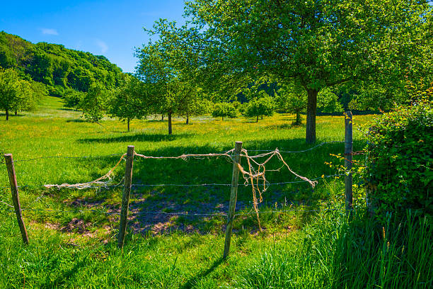 istock Fields and trees in a green rolling landscape in sunlight in springtime 2216068511