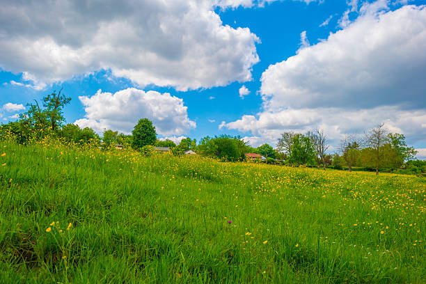 The image shows a field with yellow flowers, among which single blue flowers grow, and tall green grass. In the background, a line of trees is visible under a blue sky with white clouds.