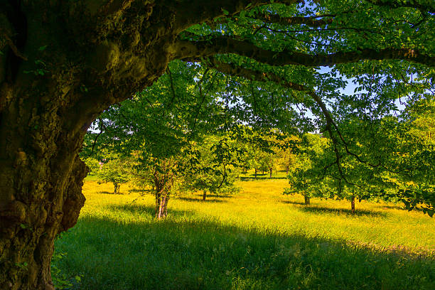 Trees during golden hour with grass in the foreground