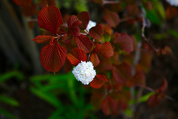 Viburnum plicatum, Japanese snowball flower