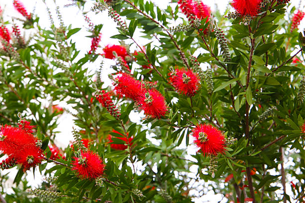 istock Red flower of bottle brush tree 2216069052