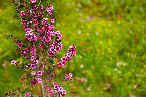 Manuka plant close up view