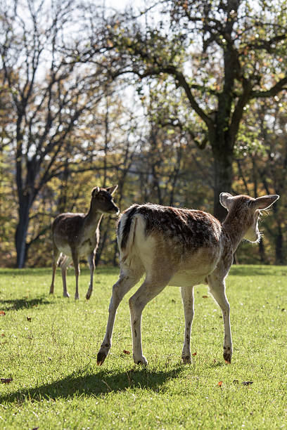 istock Fallow deer grazing on green grass under warm sunlight in a serene park during autumn 2216069401