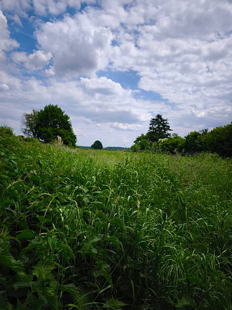 Walking path in the heathland of Wimbledon Common, London