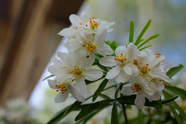 Stunning blossoms