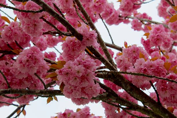 Stunning blossoms