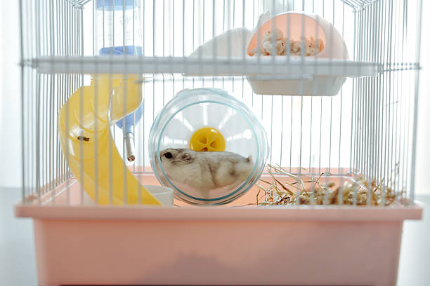istock Cute hamster playing in a colorful cage with a wheel, slide, and bedding during daylight hours 2216070823