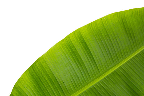 istock Fresh green banana leaf, Green leaves background. 2216072110