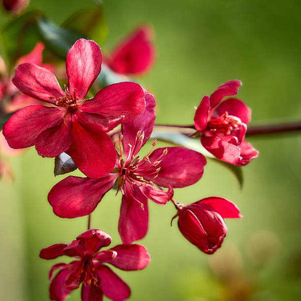 Beautiful spring blossom of a  deep pink apple tree