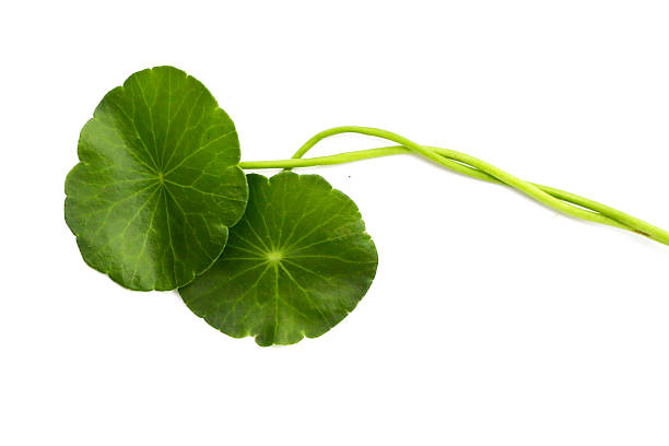 istock Centella asiatica leaves, Fresh herb plant 2216072581