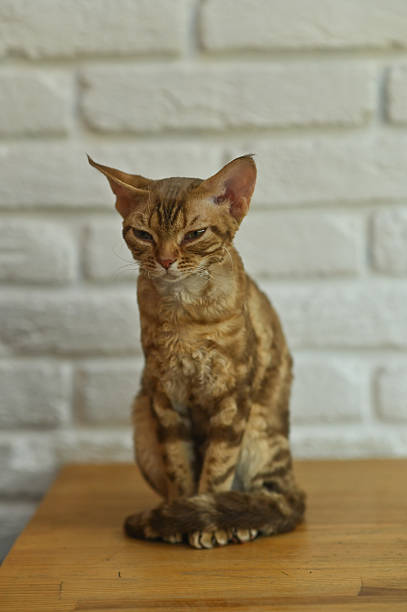 istock cat sitting on a wooden table. vertical 2216074103