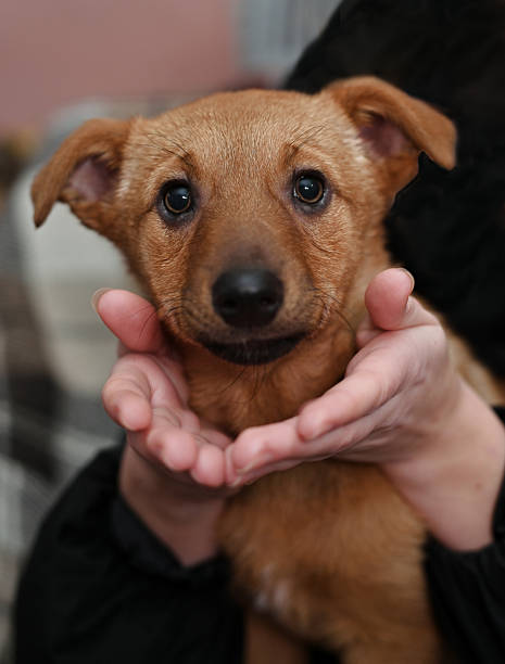 istock portrait of a mongrel puppy 2216074108