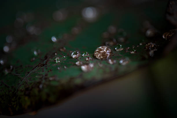 istock Close-up macro of dew droplets on a dark leaf, capturing delicate reflections, natural light, and the essence of tranquility. 2216075102