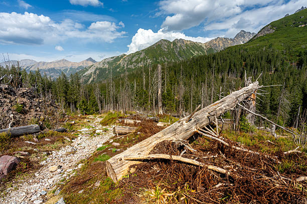 istock Mountain view with fallen tree and hiking path in Javorova dolina nature reserve during a clear sunny day 2216075665
