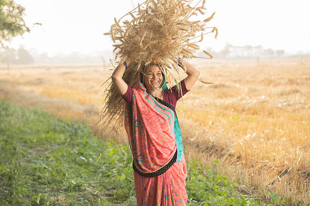 istock Women harvesting wheat crops in farm 2216076054