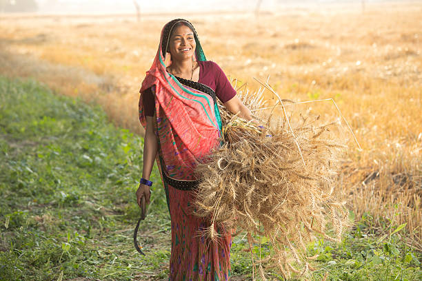 istock Women harvesting wheat crops in farm 2216076151