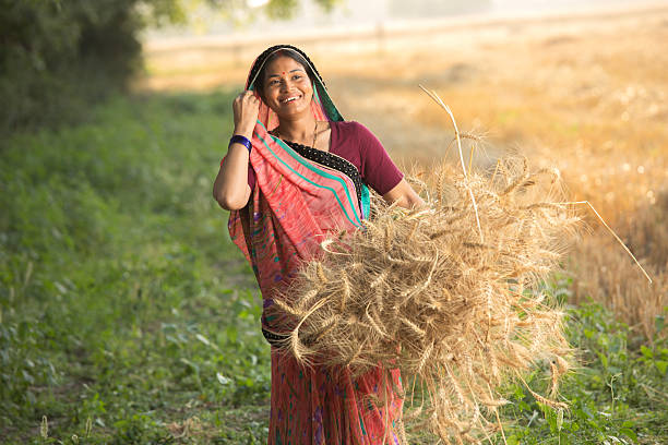 istock Women harvesting wheat crops in farm 2216076188