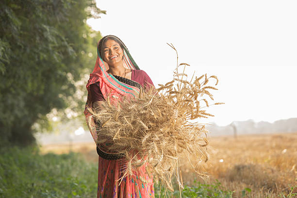 Women harvesting wheat crops in farm Female farmer in sari carrying bunches of wheat crops in organic farm indian wedding stock pictures, royalty-free photos & images
