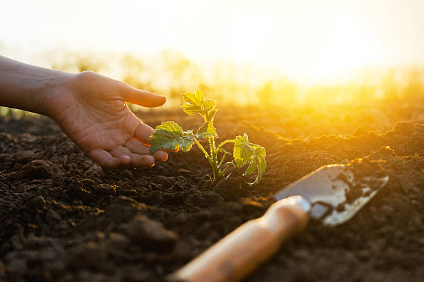istock A hand gently places a young plant into rich soil while the sun sets, illuminating the surrounding field with warm light 2216076516