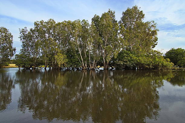 A dense mangrove forest thrives with lush green vegetation, showcasing a balanced natural ecosystem. This serene coastal habitat protects shorelines, supports biodiversity, and highlights the beauty and importance of natures resilience