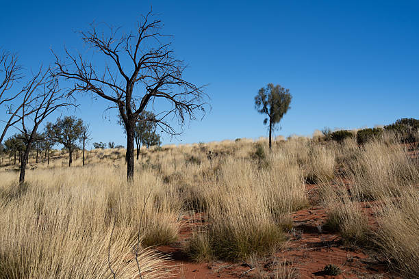 istock A vivid red-soil desert landscape in the Australian outback features sparse green shrubs and dry grass 2216077456