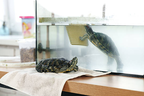 istock Turtle resting on towel beside aquarium while observing reflection in water during bright indoor setting 2216078079